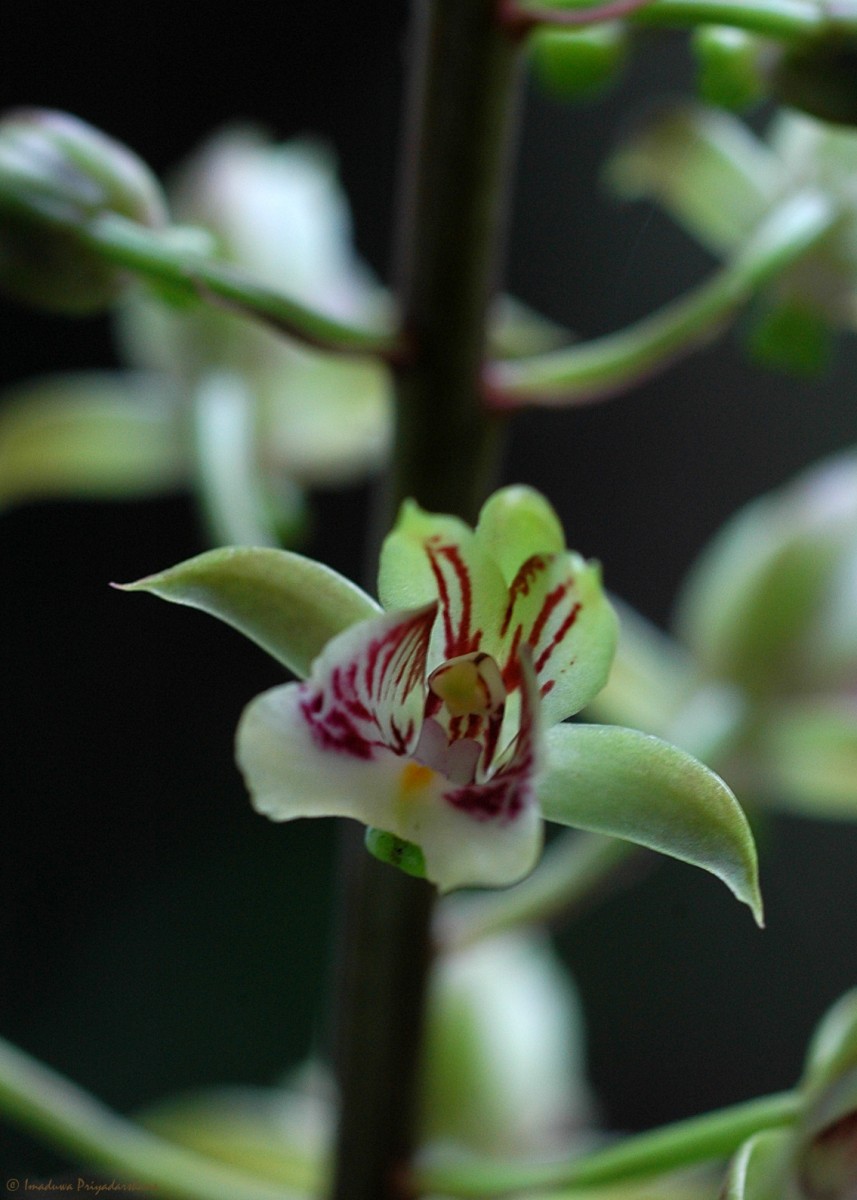 Eulophia pulchra (Thouars) Lindl.